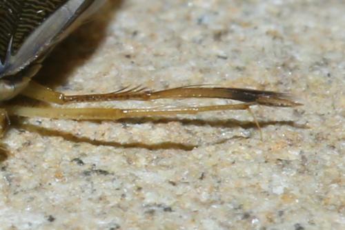 Callicorixa praeusta